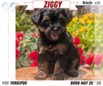 Puppy Ziggy Yorkipoo