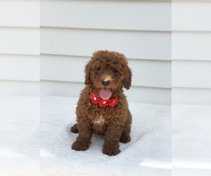 Goldendoodle (Miniature) Puppy for sale in ORLANDO, FL, USA