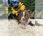 Small Photo #3 Boston Terrier Puppy For Sale in MARTINSVILLE, IN, USA