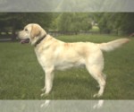 Small #1 Labrador Retriever