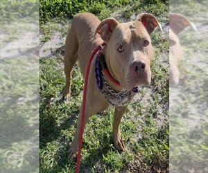 American Pit Bull Terrier Dogs for adoption in Fort Lauderdale, FL, USA