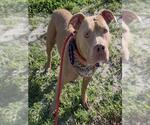 TWIN - Female American Pit Bull Terrier Dog for Adoption - Small photo