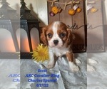 Puppy 1 Cavalier King Charles Spaniel