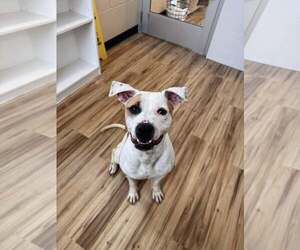 Mabel - Female Mutt Dog for Adoption - Photo #2