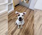 Small #1 Mutt