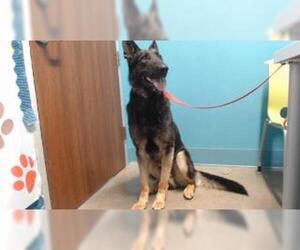 German Shepherd Dog Dogs for adoption in Houston, TX, USA