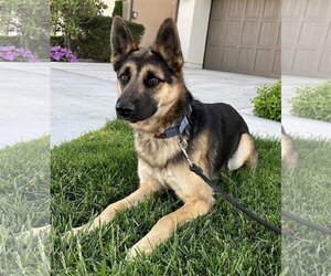 German Shepherd Dog-Huskies  Mix Dogs for adoption in Dana Point, CA, USA