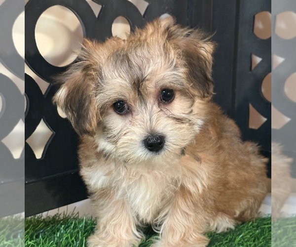 Medium Photo #3 Yo-Chon Puppy For Sale in MOUNT VERNON, OH, USA