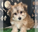 Small #2 Yo-Chon