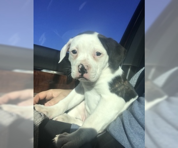 Medium Photo #1 American Bulldog Puppy For Sale in BIVINS, TX, USA