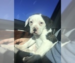 Small Photo #1 American Bulldog Puppy For Sale in BIVINS, TX, USA