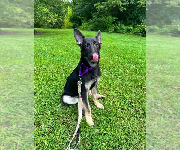 Medium Photo #3 German Shepherd Dog-Unknown Mix Puppy For Sale in Candler, NC, USA