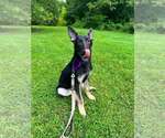 Small #2 German Shepherd Dog Mix