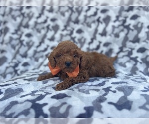 Goldendoodle (Miniature) Puppy for sale in LAKELAND, FL, USA
