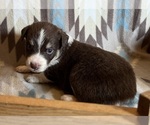 Small #6 Miniature Australian Shepherd