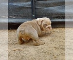 Small Photo #7 Bulldog Puppy For Sale in LAS VEGAS, NV, USA