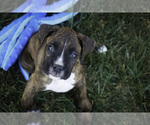 Small #4 Boxer
