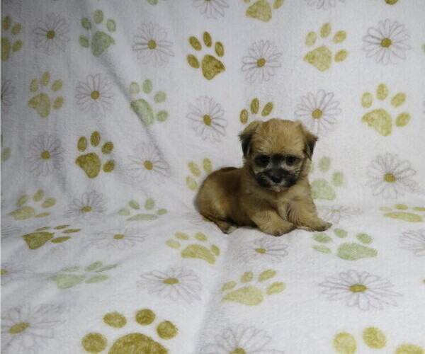 Medium Photo #4 Morkie Puppy For Sale in COOKEVILLE, TN, USA