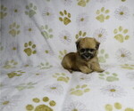 Small #3 Morkie