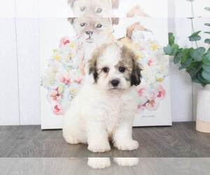 Poochon Puppy for sale in BEL AIR, MD, USA