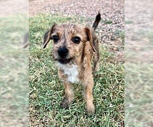 Mutt Dogs for adoption in Buckeye, AZ, USA