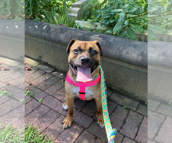 Medium Photo #43 Mutt Puppy For Sale in Philadelphia, PA, USA