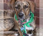 Small #1 Boxer-Plott Hound Mix