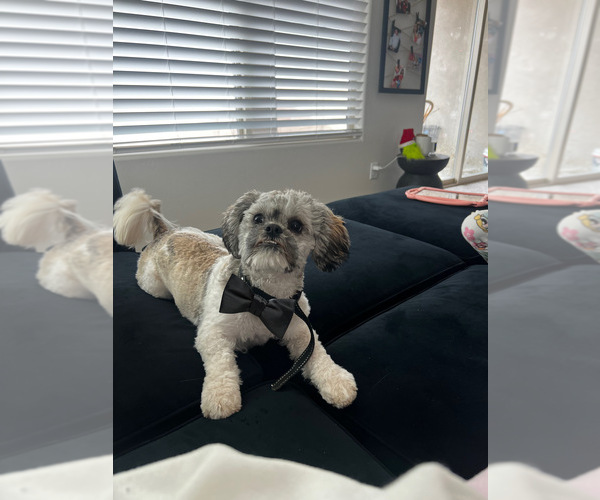 Medium Photo #1 Shih Tzu Puppy For Sale in LOS LUNAS, NM, USA