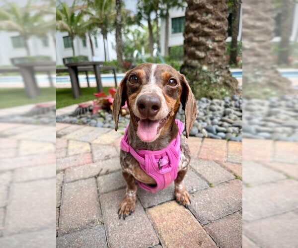 Medium Photo #1 Dachshund Puppy For Sale in Fruitland, SC, USA