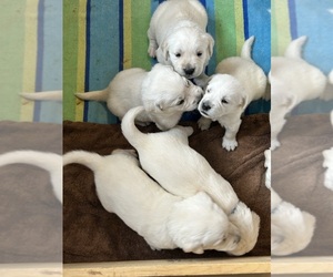 English Cream Golden Retriever Puppy for Sale in PHOENIX, Arizona USA