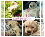 Puppy Dark Pink Girl Golden Retriever