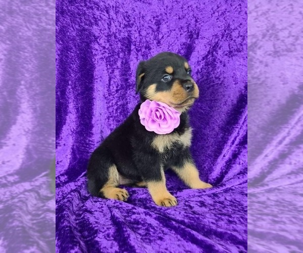 Medium Photo #2 Rottweiler Puppy For Sale in OCALA, FL, USA