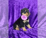 Small Photo #2 Rottweiler Puppy For Sale in OCALA, FL, USA