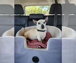 Small #18 Chihuahua Mix