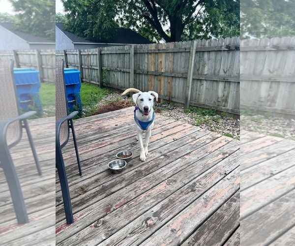 Medium Photo #3 Labrador Retriever-Unknown Mix Puppy For Sale in Minneapolis, MN, USA