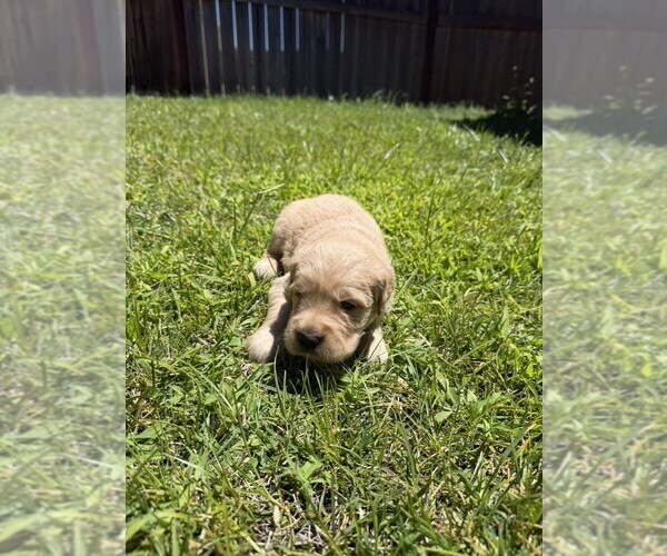 Medium Photo #11 English Cream Golden Retriever Puppy For Sale in SACRAMENTO, CA, USA