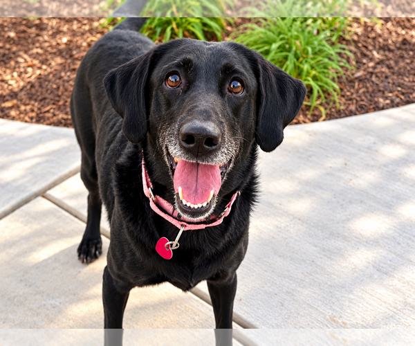 Medium Photo #3 Labrador Retriever Puppy For Sale in Clovis, CA, USA