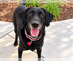Small Photo #3 Labrador Retriever Puppy For Sale in Clovis, CA, USA