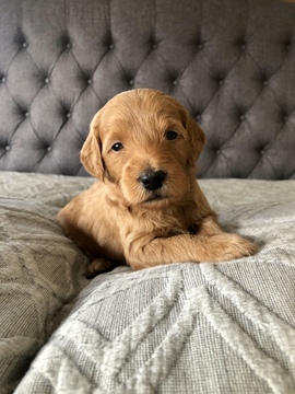 Medium Photo #7 Goldendoodle Puppy For Sale in FORT COLLINS, CO, USA