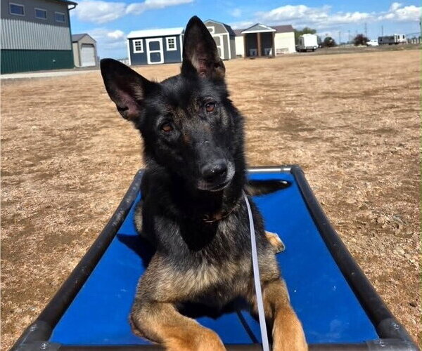 Medium Photo #1 Mutt Puppy For Sale in Imlay City, MI, USA