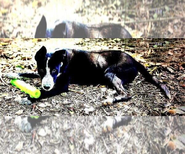Medium Photo #5 German Shepherd Dog-Unknown Mix Puppy For Sale in Godley, TX, USA