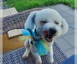 Small #1 Poodle (Miniature)