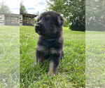 Small Photo #1 German Shepherd Dog Puppy For Sale in BLANCHARDVILLE, WI, USA
