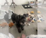 Small #7 Pug Mix