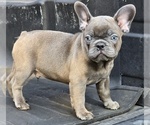 Puppy Froggy French Bulldog
