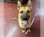 Small #3 German Shepherd Dog Mix
