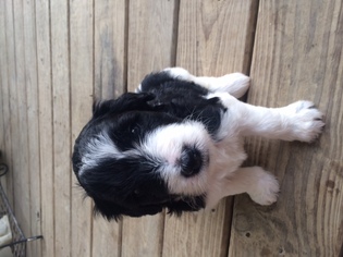 Sheepadoodle Puppy for sale in ARMUCHEE, GA, USA