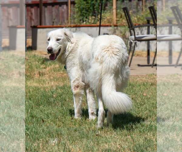 Medium Photo #4 Great Pyrenees Puppy For Sale in Dallas, TX, USA