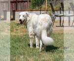 Small #3 Great Pyrenees