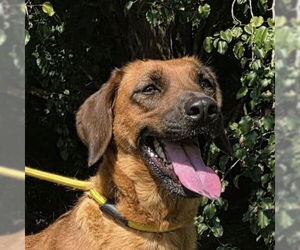 Mutt Dogs for adoption in Yardley, PA, USA